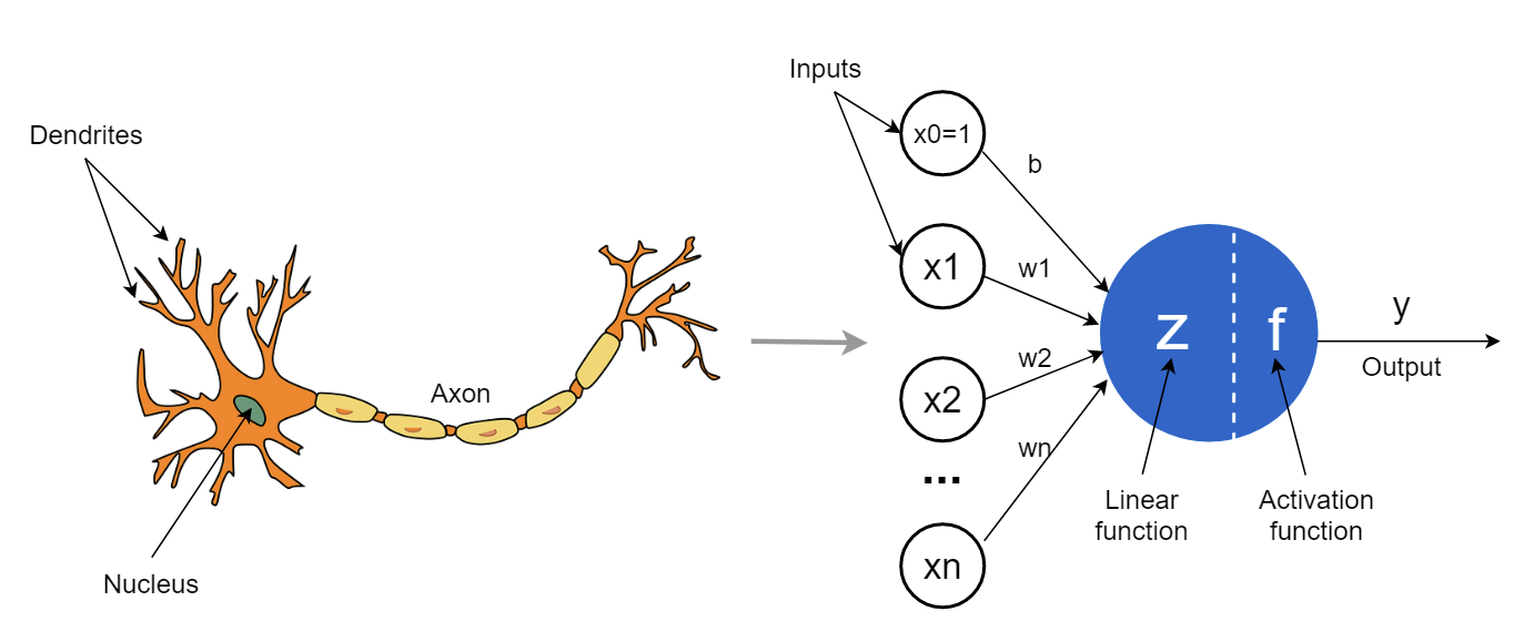 Neuron